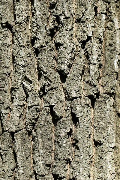 Relief Texture Brown Bark Tree — Stock Photo, Image