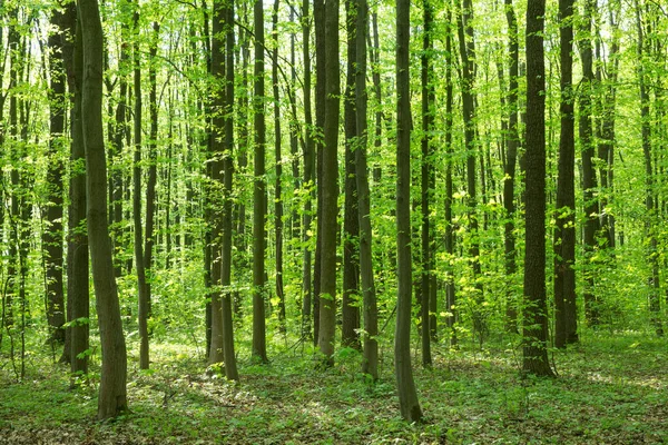Leśne Drzewa Natura Zielone Drewno Sunlight Tła Obrazek Stockowy