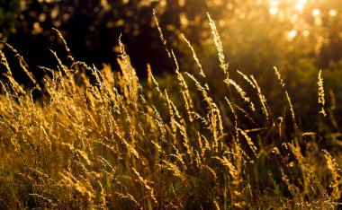 sıcak bir yaz akşamı gün batımında kuru çim