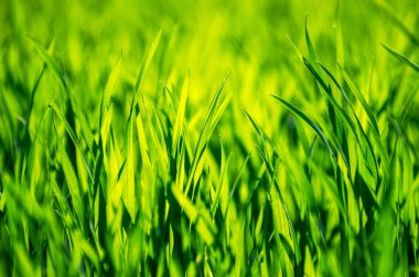 seçici odak ile yeşil çim arka plan