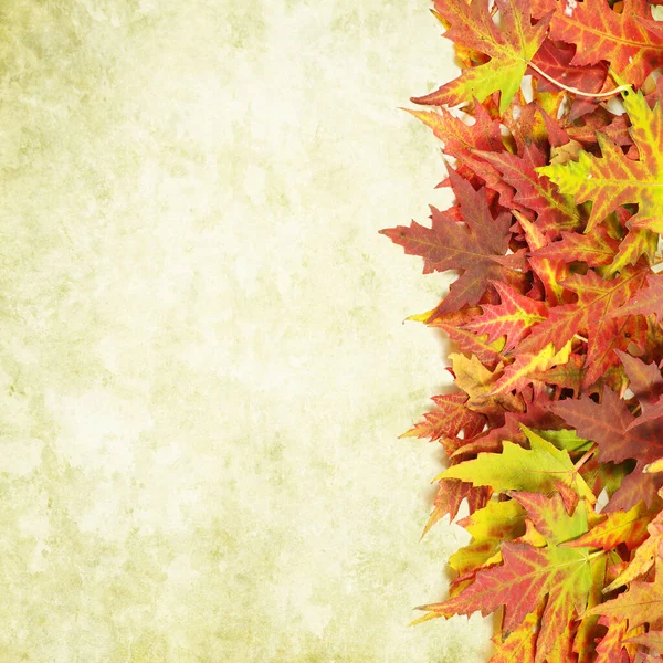 用彩色的树叶秋天背景 — 图库照片