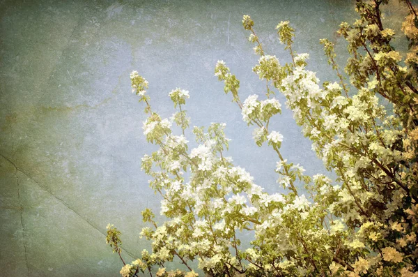 Close Galho Flores Brancas Florescendo — Fotografia de Stock