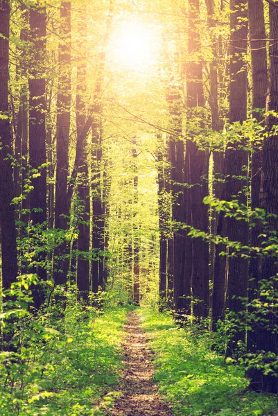 Μια Ηλιόλουστη Ημέρα Στο Καταπράσινο Δάσος — Φωτογραφία Αρχείου