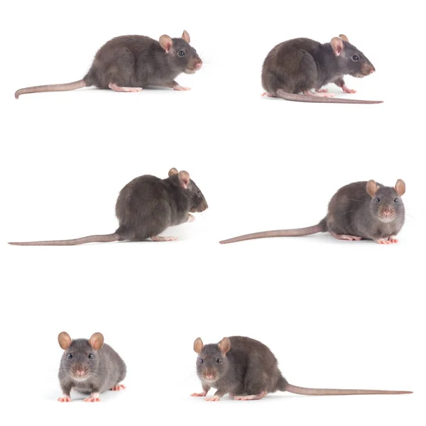 在白色背景上分离的老鼠 — 图库照片