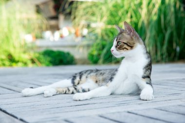 Kedi kırsalda oturuyor.
