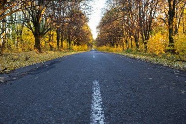 Sonbahar ormanlarında yol