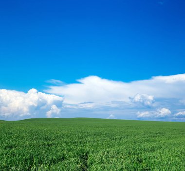 yeşil tarla ve mavi gökyüzü