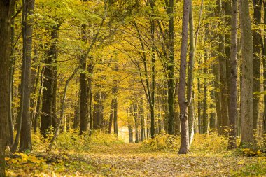 Güneş altın sonbahar ormanı