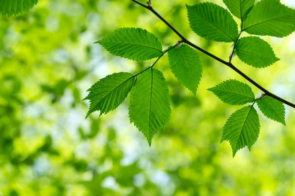 Folhas Verdes Árvore — Fotografia de Stock