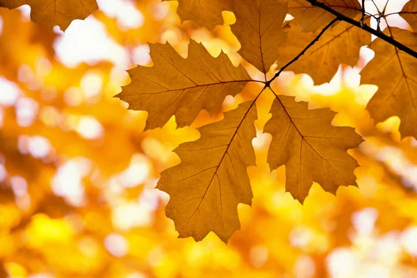Φύλλα Κίτρινο Σφενδάμου Ένα Κλαδί Φθινόπωρο — Φωτογραφία Αρχείου