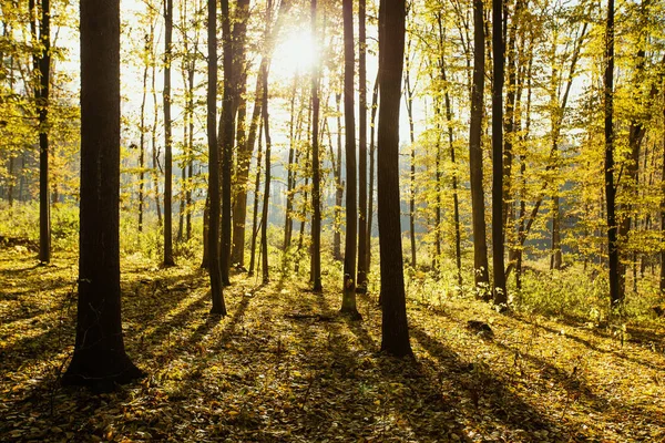 Gyllene Höstlig Skog Med Solstrålar — Stockfoto