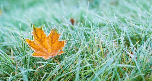 Frost on the leaf and grass.