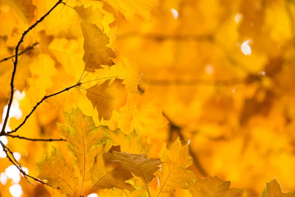 Jesień Żółty Klon Liście Tło — Zdjęcie stockowe