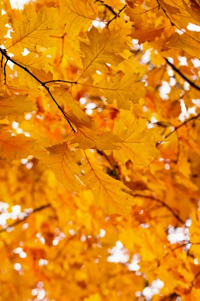 Folhas Bordo Amarelas Galho Outono — Fotografia de Stock