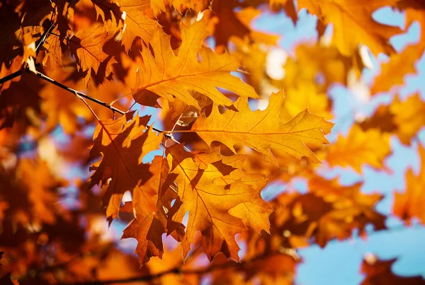 黄色枫叶在枝上秋 — 图库照片