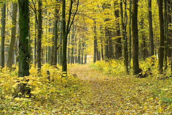 Goldener Herbstwald Mit Sonnenstrahlen — Stockfoto