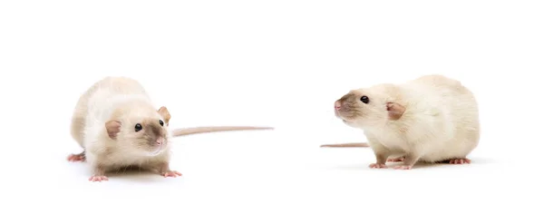 Rat Close Geïsoleerd Witte Achtergrond — Stockfoto