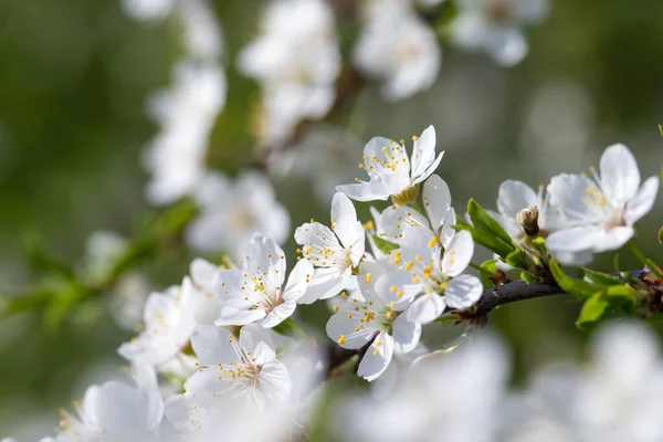 花と春の境界線の背景 クローズアップ 要旨花の春の背景 ぼやけた自然を背景にした花 — ストック写真