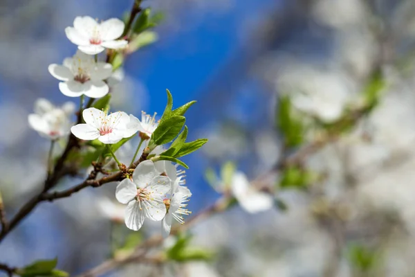 Krásné Kvetoucí Třešeň Sakura Jarním Období Obloze — Stock fotografie