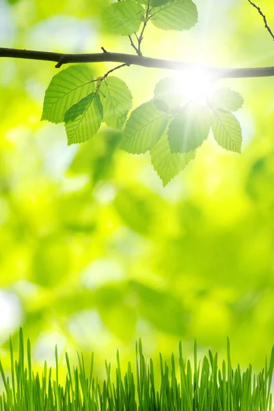 Grüne Blätter Auf Grünem Hintergrund — Stockfoto