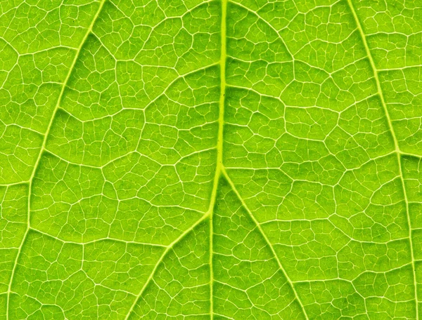 Zblízka Zelené Listové Textury — Stock fotografie