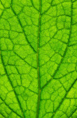 Картина, постер, плакат, фотообои "close up of green leaf texture", артикул 626900954
