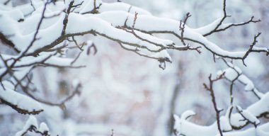 Arka plan ağaç dalları günü kar