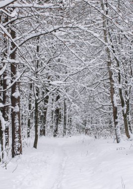 kış karla kaplı ağaçlar