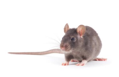  Beyaz arka plan üzerinde izole sıçan yakın çekim