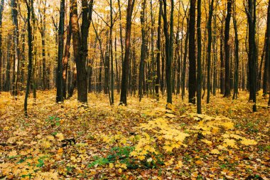 Güneş ışınları ile altın sonbahar orman