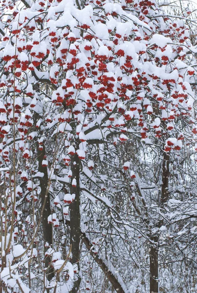 Фон Яскраво Червоними Ягодами Гірського Попелу Під Снігом — стокове фото
