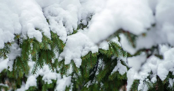 Spar Sneeuw Winter — Stockfoto