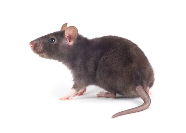 Śmieszne Szczur Makro Białym Tle — Zdjęcie stockowe