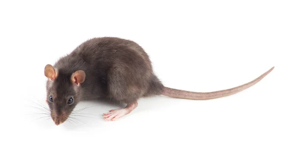 Rat Gros Plan Isolé Sur Fond Blanc — Photo