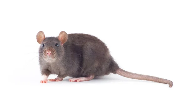 Смешной Крысиный Крупный План Белом Фоне — стоковое фото