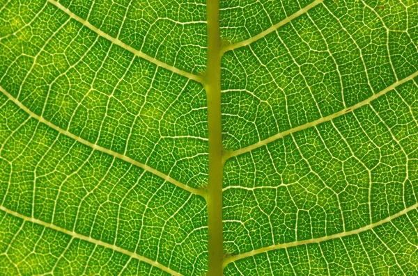 Textura Uma Folha Verde Como Fundo — Fotografia de Stock