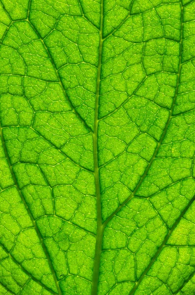 Primer Plano Textura Hoja Verde —  Fotos de Stock