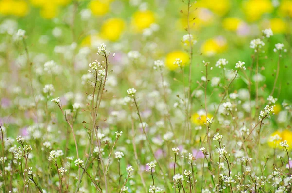 Abstrakte Blütenblumen Auf Feld — Stockfoto