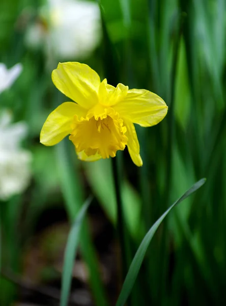 Закрыть Желтые Нарциссы Весной — стоковое фото