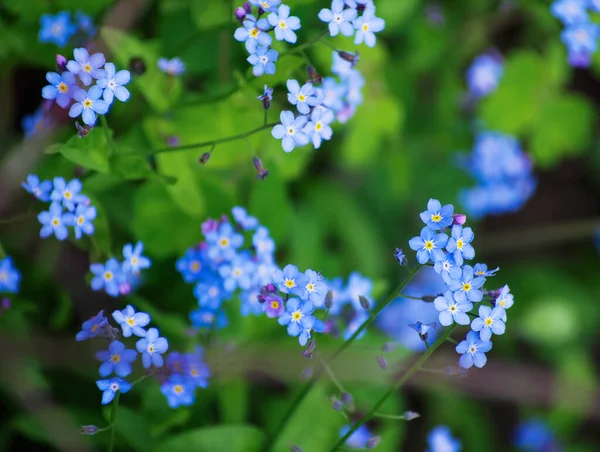在春天的草地上 蓝色的淡淡的小花 — 图库照片