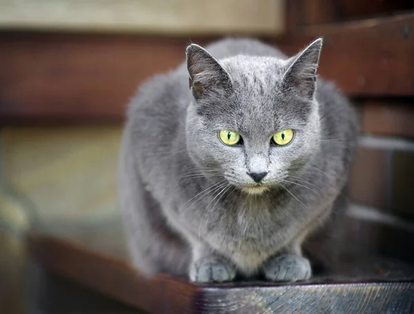 外面漂亮的灰色街道猫 — 图库照片