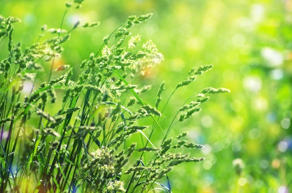 Ідеальний Зелений Фон Свіжій Траві — стокове фото