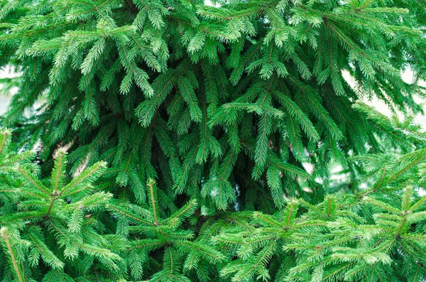 Groene Sparren Achtergrond Naaldboom Selectieve Focus — Stockfoto