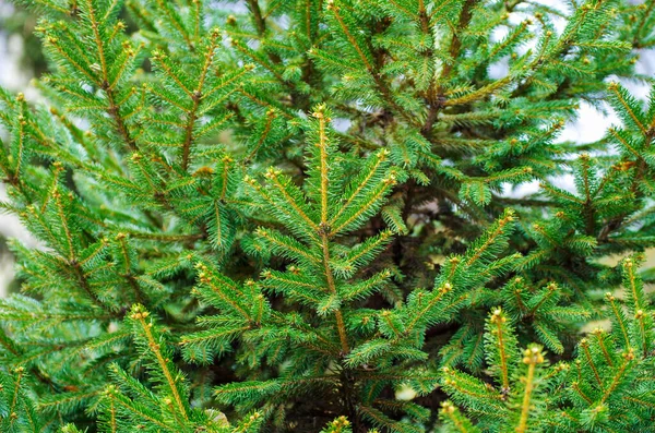新鮮で緑 トウヒモミの木の針の枝 — ストック写真