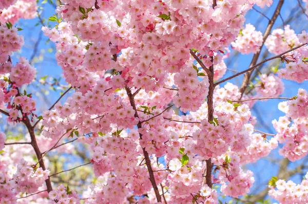 Blooming Sakura Pink Flowers Spring — Stock Photo, Image