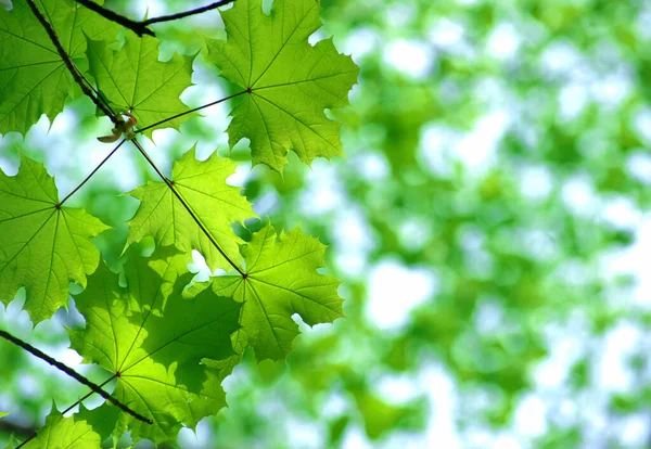 Groene Bladeren Abstracte Achtergrond — Stockfoto