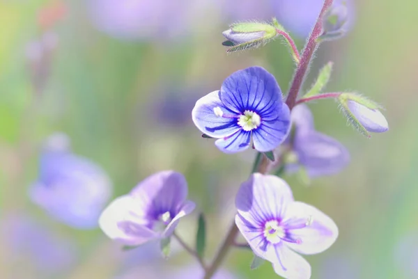 Alan Soyut Çiçek Çiçekler — Stok fotoğraf