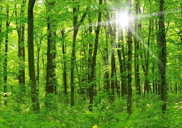 Hermoso Paisaje Forestal Por Mañana — Foto de Stock