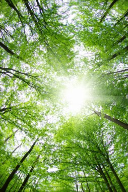 Sabah güzel orman manzarası