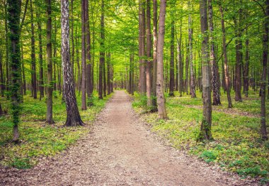 Bahar yeşil bir ormandaki